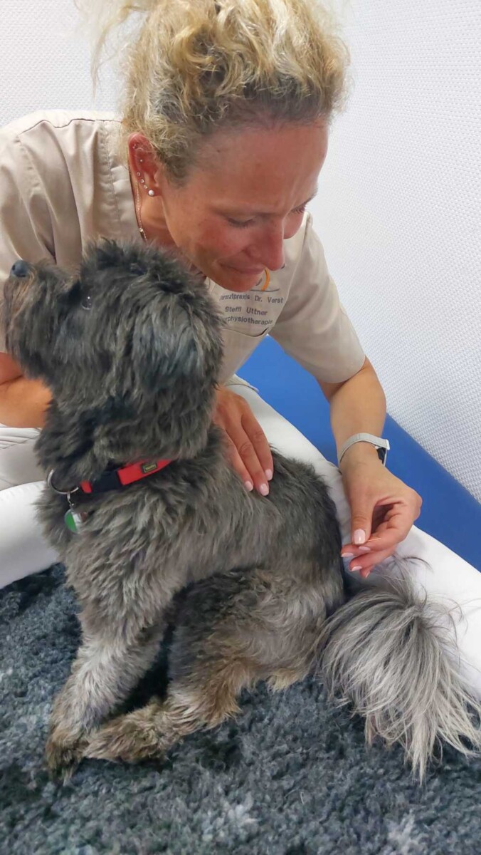 Akupunktur beim Hund