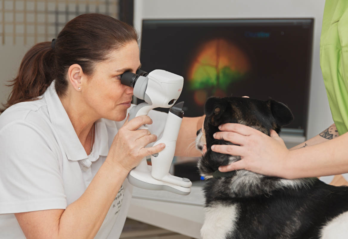 Spaltlampenfotografie Spaltlampenfotografie